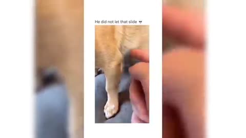 Cute dog 🐶🐕 laughing videos