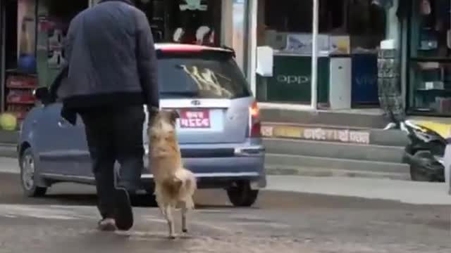 The dog is very intelligent. The dog enlisted the help of his mahjan to cross the road.
