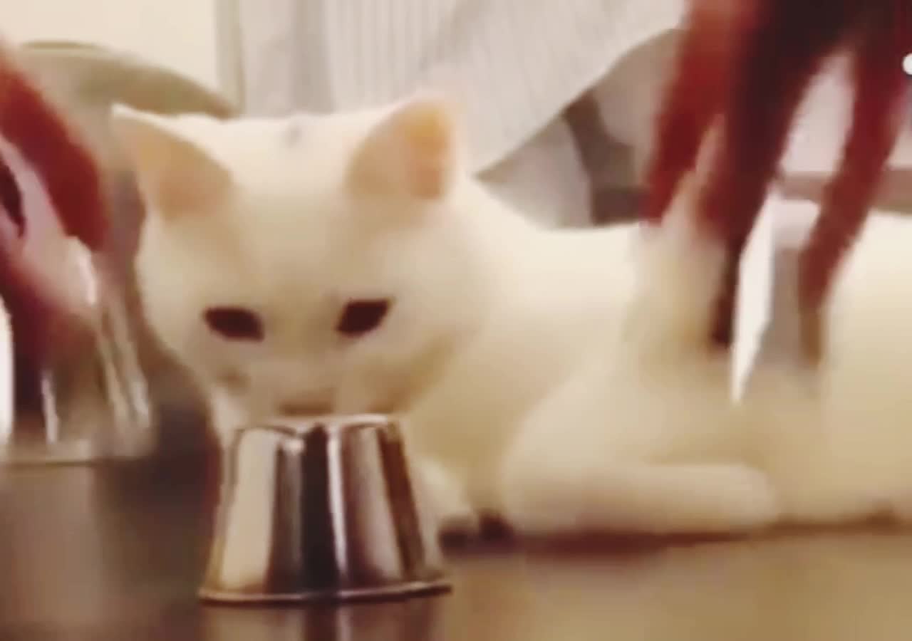 Funny cat video Smart Cat In The World 2021