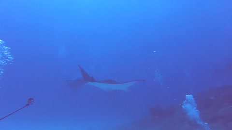 The stingrays in the Bali sea are very charming