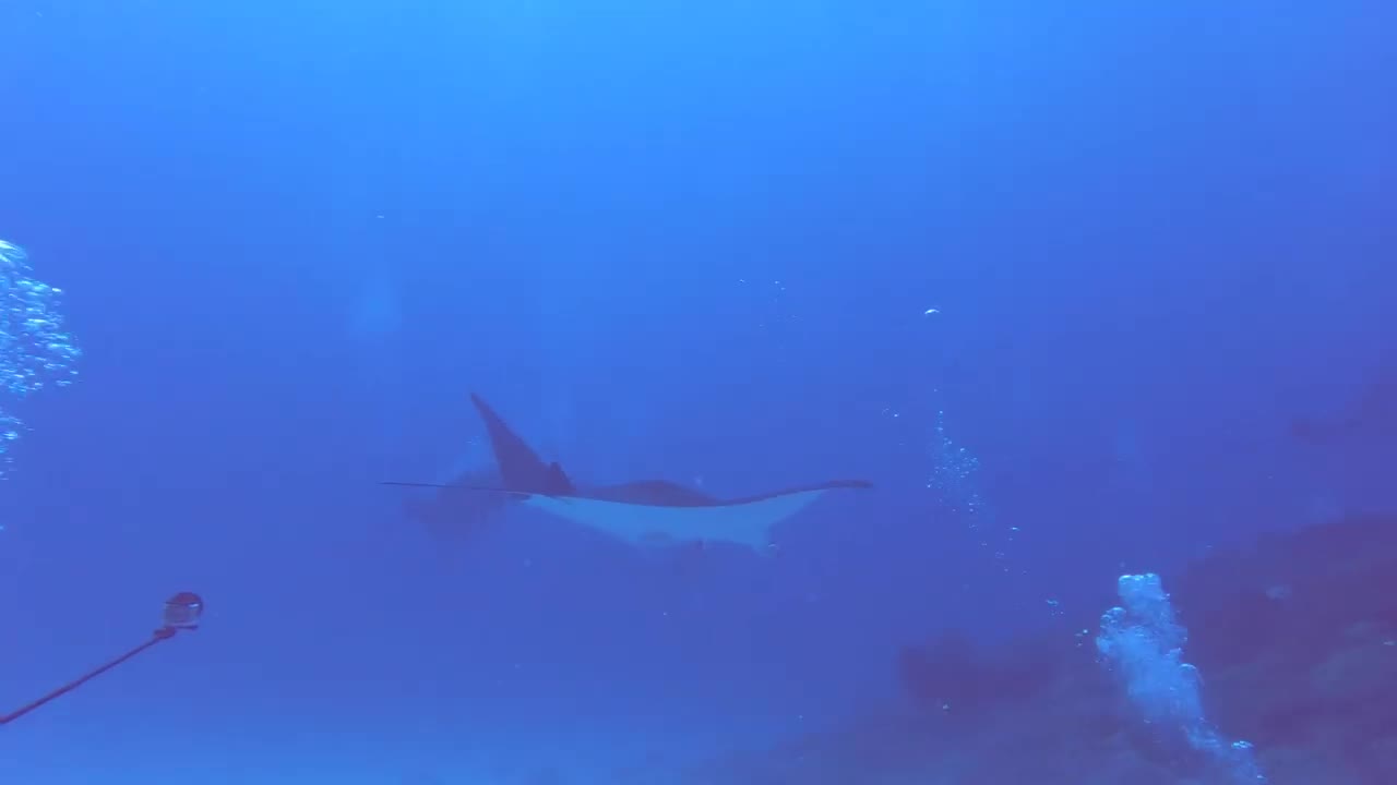 The stingrays in the Bali sea are very charming