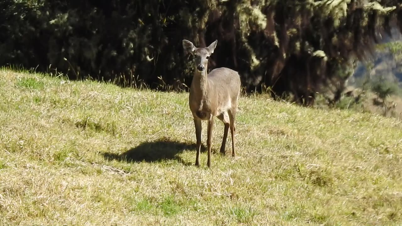 Espectacular: Avistaron a una venado cola blanca en Santander