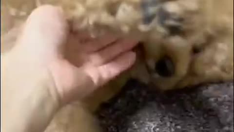 Cute puppy video.