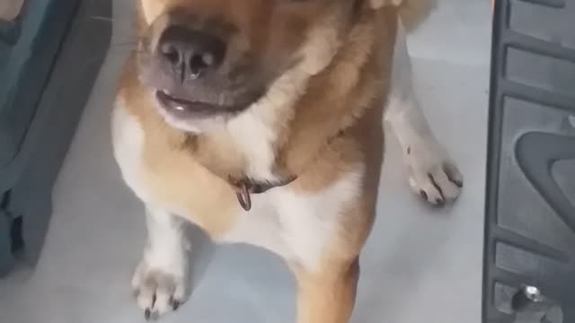 My dog can smile if you like to face with him