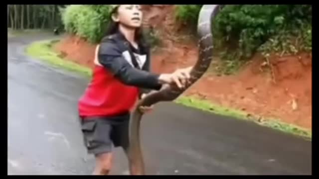 OMG a brave girl rescued 22 feet long cobra.