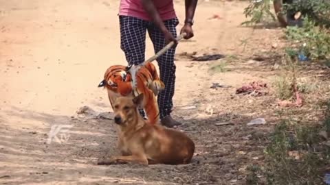 Dog prank hhh