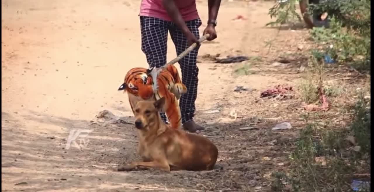 Dog prank hhh