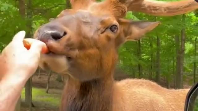 you love animals? cute animals video| #shorts #animals