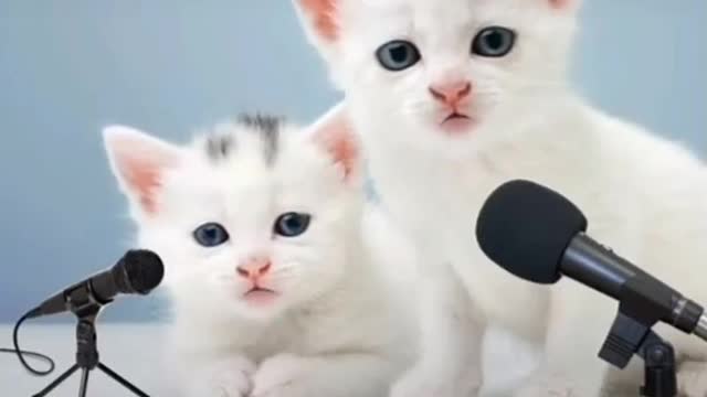 Funny cat