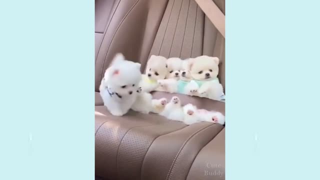 Cats and Owners are the best friends