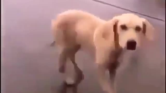 Cute dog