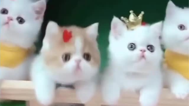 Three cat funny vedio🐈🐈🐈