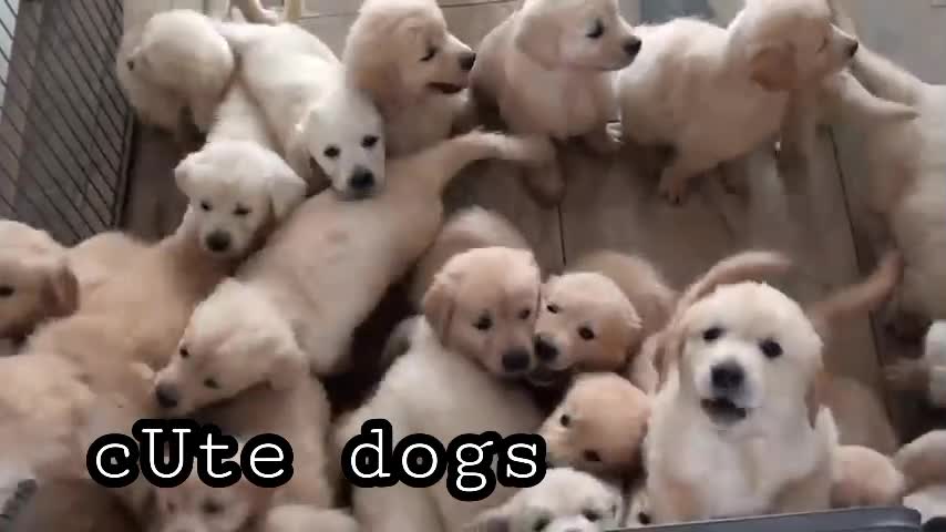 Cute dogs