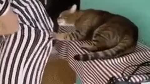 funny cats