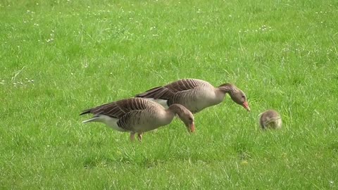 Baby ducklings in Morning Family Breakfast