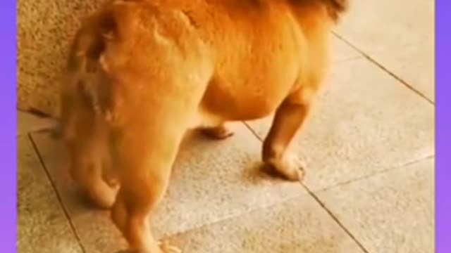 It's not a lion this dog funny comedy video