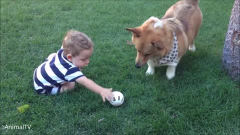 ridiculous dogs