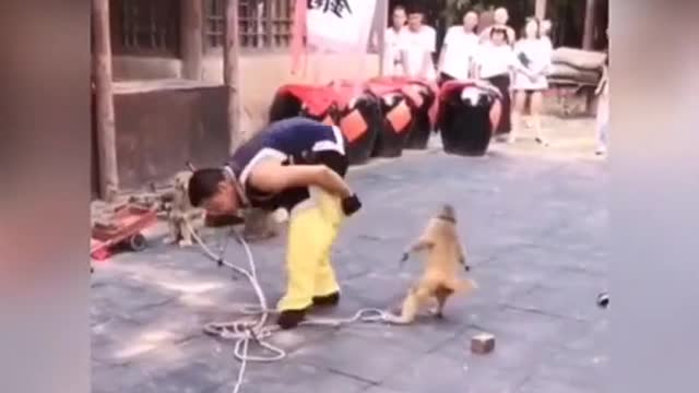THE FUNNIEST ANIMALS