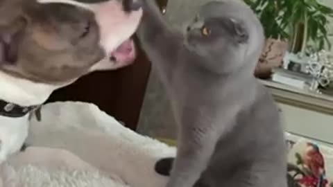 cat and dog play together