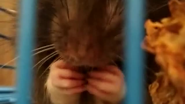 Rat eat nuts ASMR