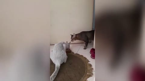 My cat had party in quarantine