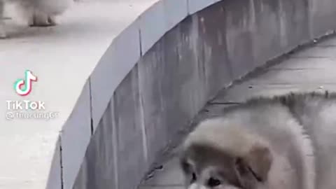 cute dogs