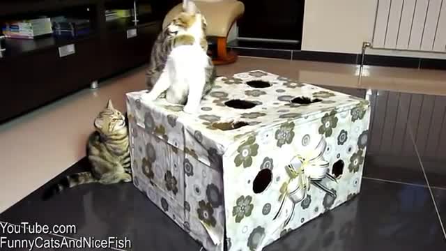 Top Funny Cats and Kittens Playing, Dancing Epic Compilation