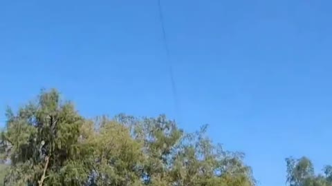 This is a beautiful and charming water-dwelling species