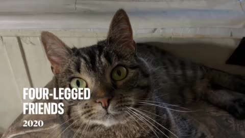 My cuddly kitty. Daughter.