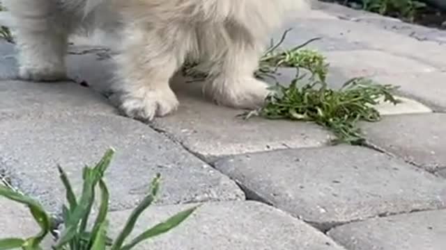 Funny Puppy Videos Puppies Attack