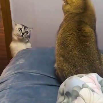 Animals funny videos compilation