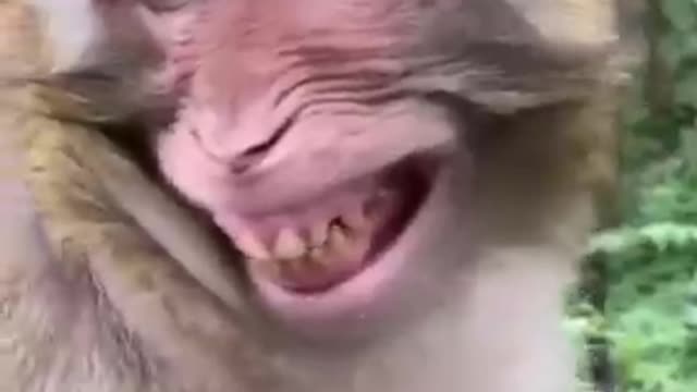 Monkey with turtle Animals Video Funny video (2022)