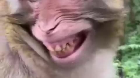 Monkey with turtle Animals Video Funny video (2022)