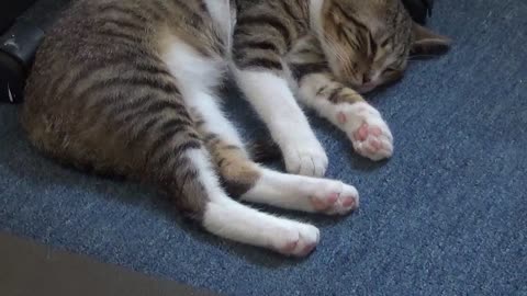 Kitten Twitches In His Sleep