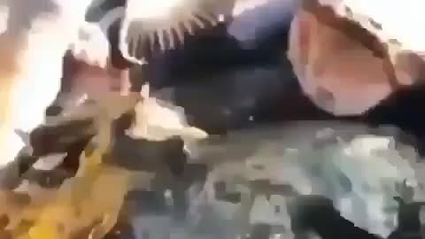 This is a beautiful and charming water-dwelling species