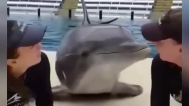 See this cute dolphin react after getting kiss