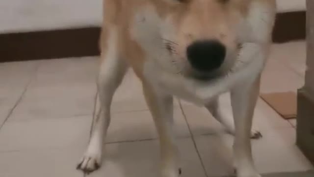 A coquettish Shiba Inu