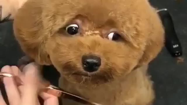 puppy funny