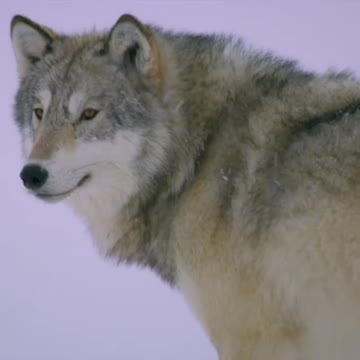 A young grey wolf in a snowstorm on the west coast of the Hudson