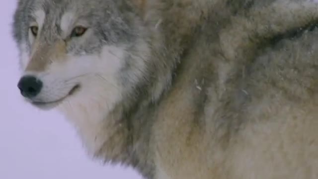 A young grey wolf in a snowstorm on the west coast of the Hudson