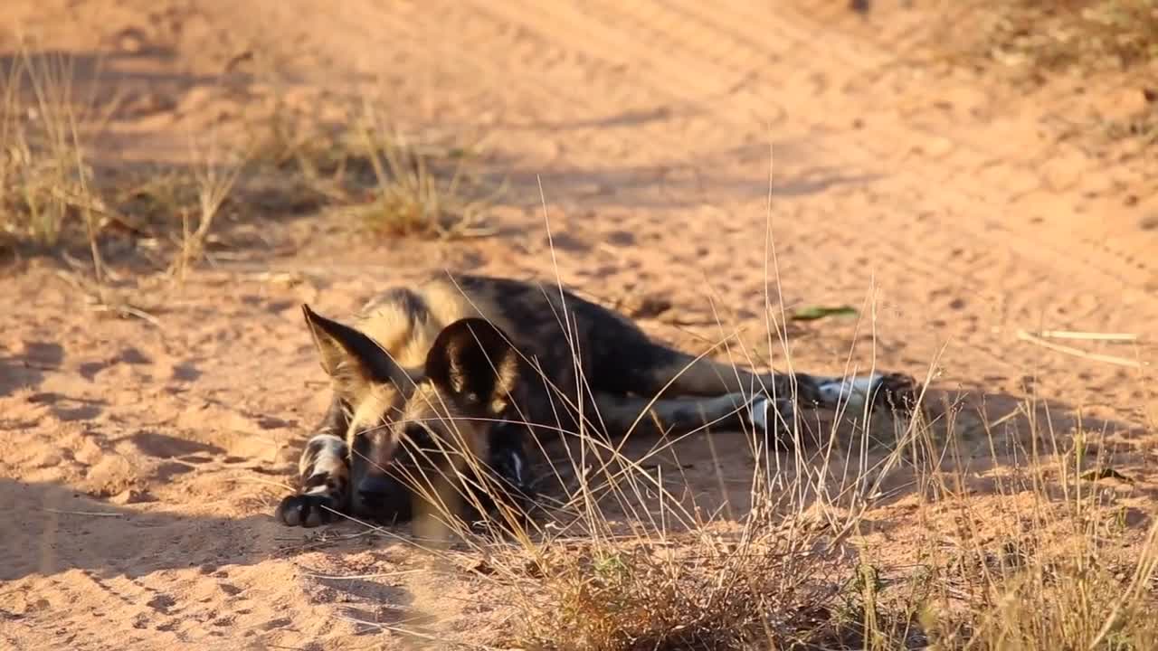 African wild dog pup rests by the road