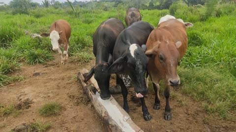 Gado comendo sal na Amazônia - Cattle eating salt in the Amazon