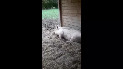 Un couchon renflé ,dorme profondément