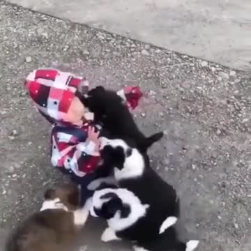 Baby swarmed by puppies - cute video