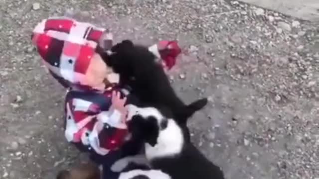 Baby swarmed by puppies - cute video