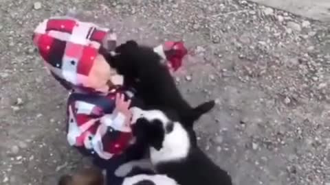 Baby swarmed by puppies - cute video