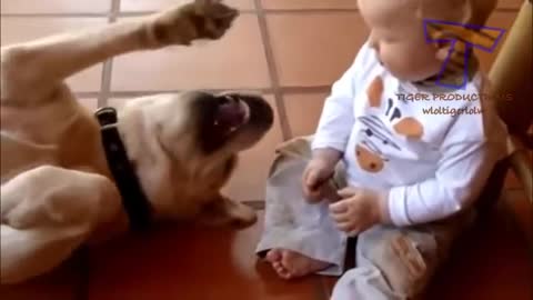 American Bulldog wants to play with his baby kid