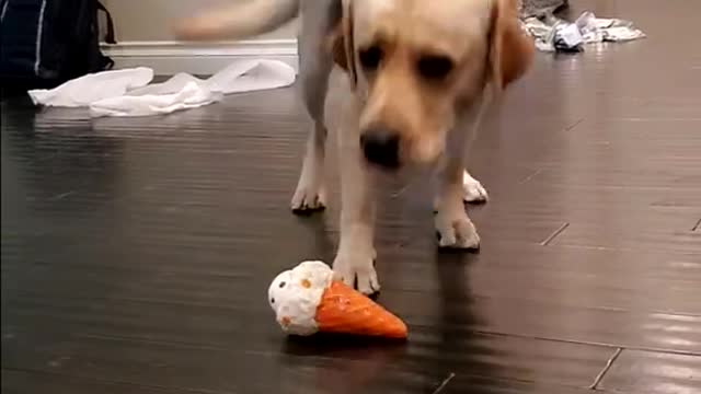 Labrador dog reaction to fake ice cream