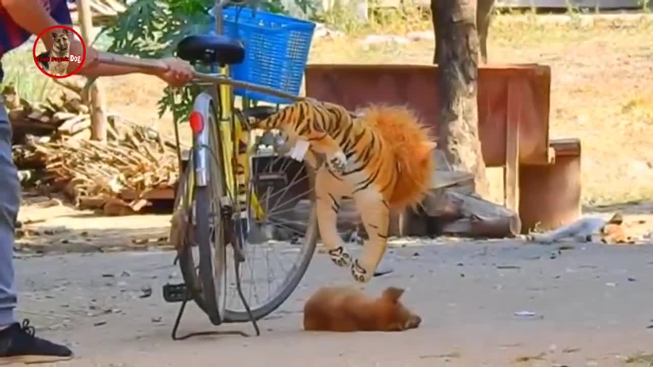 Troll Prank Dog,Fake Snake Vs Monkeys and Big Fake Lion Dog Prank Must Watch