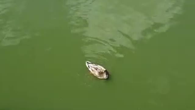 Swans swimming in the lake at the zoo